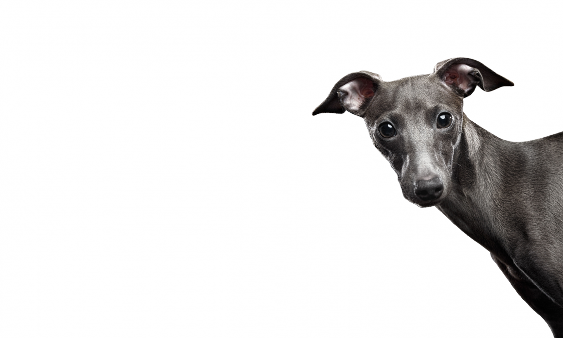 Raw Essentials Website Banners Greyhound