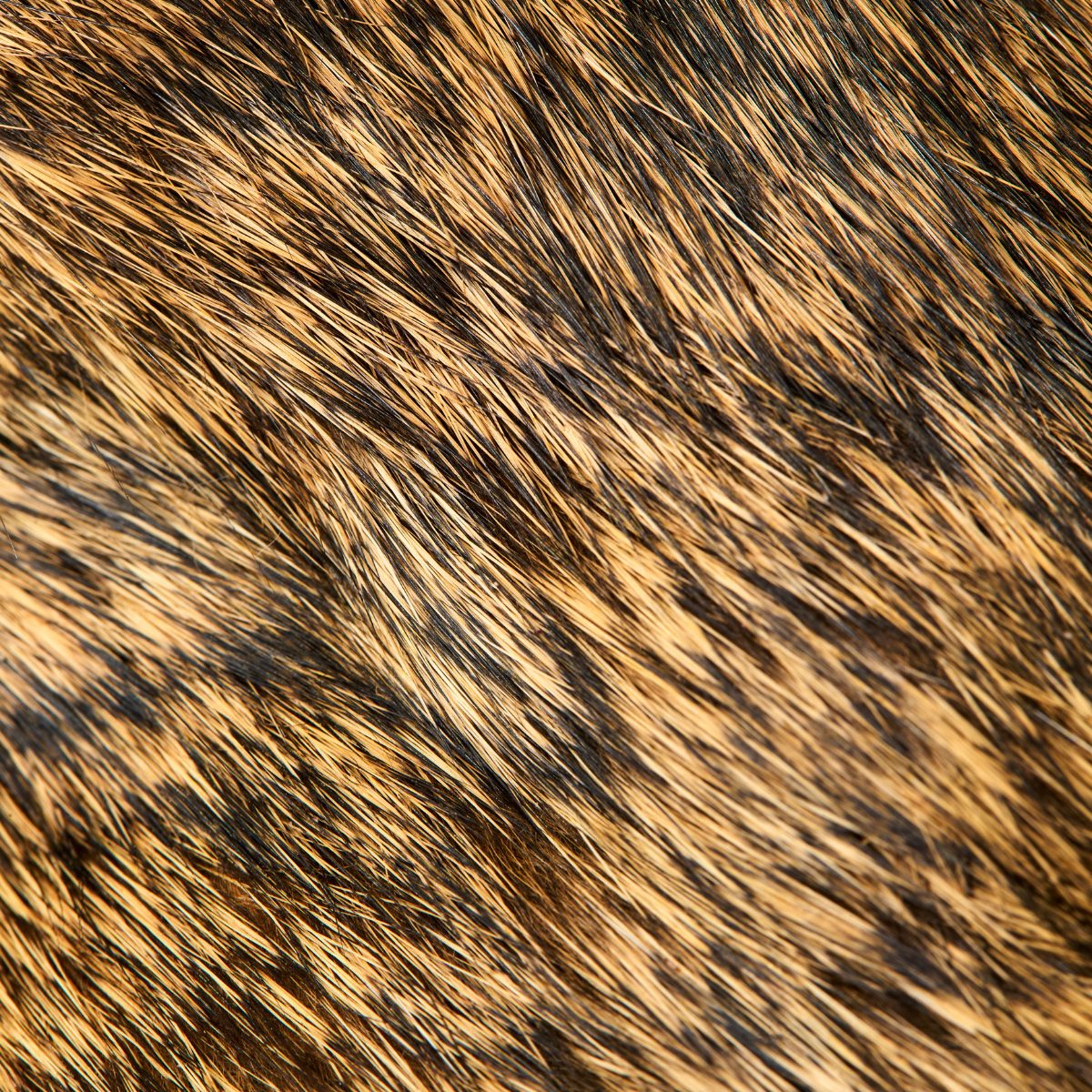Rabbit fur macro